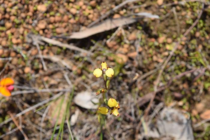 Diuris-bee-orchid-001 (2).JPG